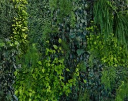 Фотообои Стена из зелени