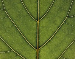 Фотообои  Зеленый лист